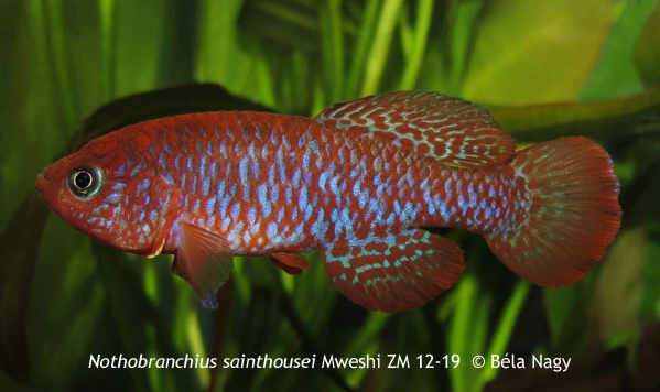 N.sainthousei Mweshi ZM 12-19 wild male.png