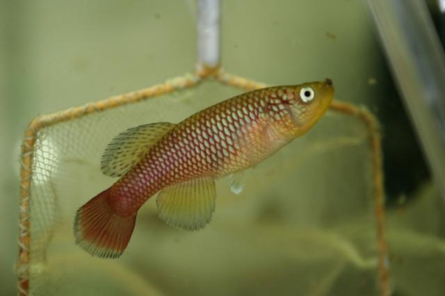 Nothobranchius melanospilus  Mbezi river TSTS 2012-20