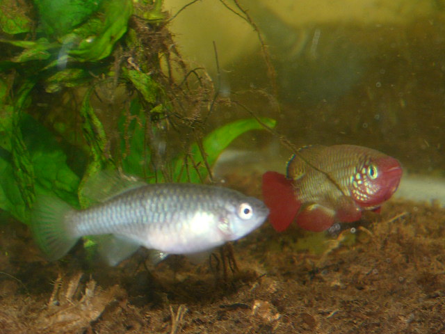 N.rubripinnis TAN RB Kiziko.JPG