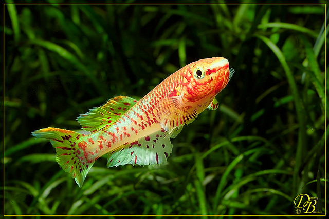 Fundulopanchax gardneri Gold (Aquarium Strain).jpg