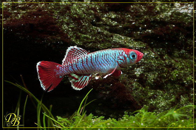 Nothobranchius eggersi red TSTS 2012-17.jpg