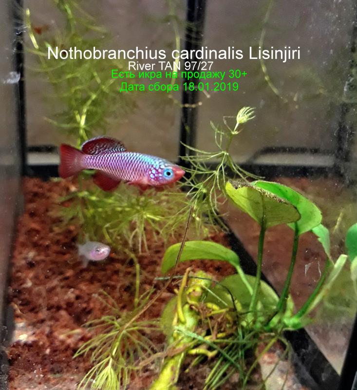 Nothobranchius cardinalis Lisinjiri ?????????°?¶?°_0.jpg