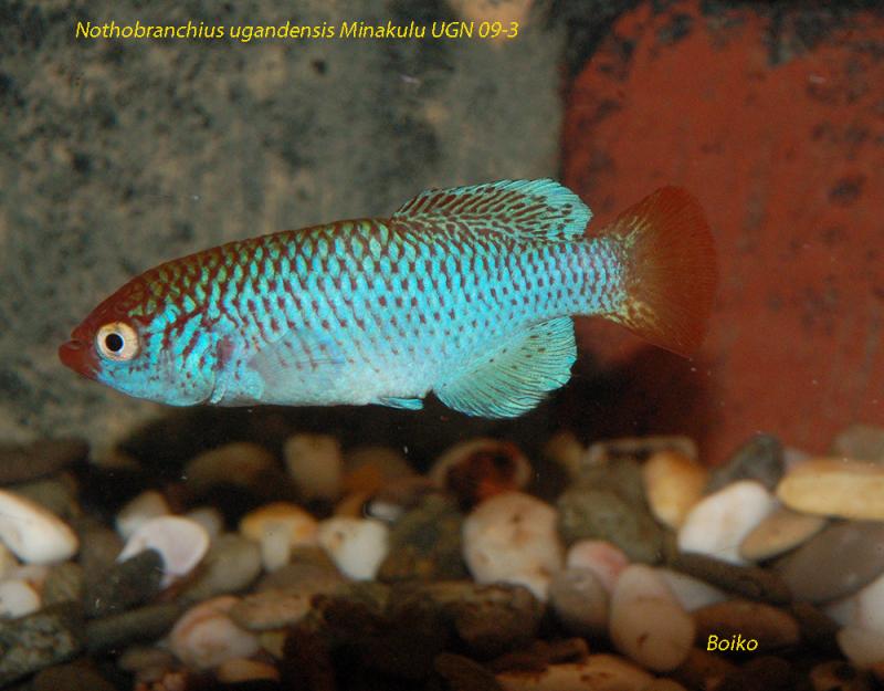 Nothobranchius ugandensis Minakulu UGN 09-3_Boiko3.jpg