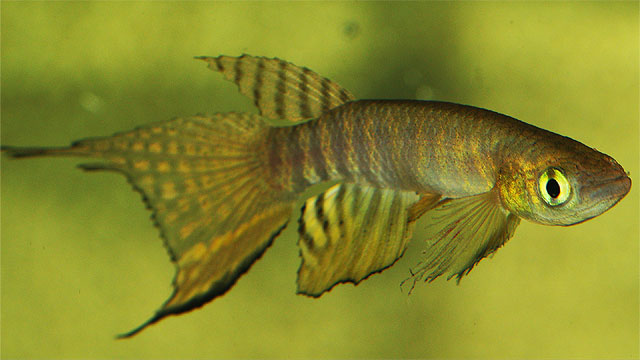 peruensis1.jpg