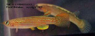 Rivulus_rubrolineatus.jpg