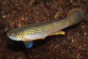 Rivulus_rubrolineatus1.jpg