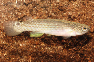 Rivulus_rubrolineatus2.jpg