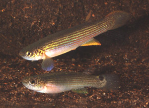 Rivulus_rubrolineatus3.jpg